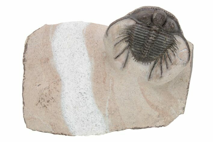 Spiny Cyphaspides Trilobite - Jorf, Morocco #225839